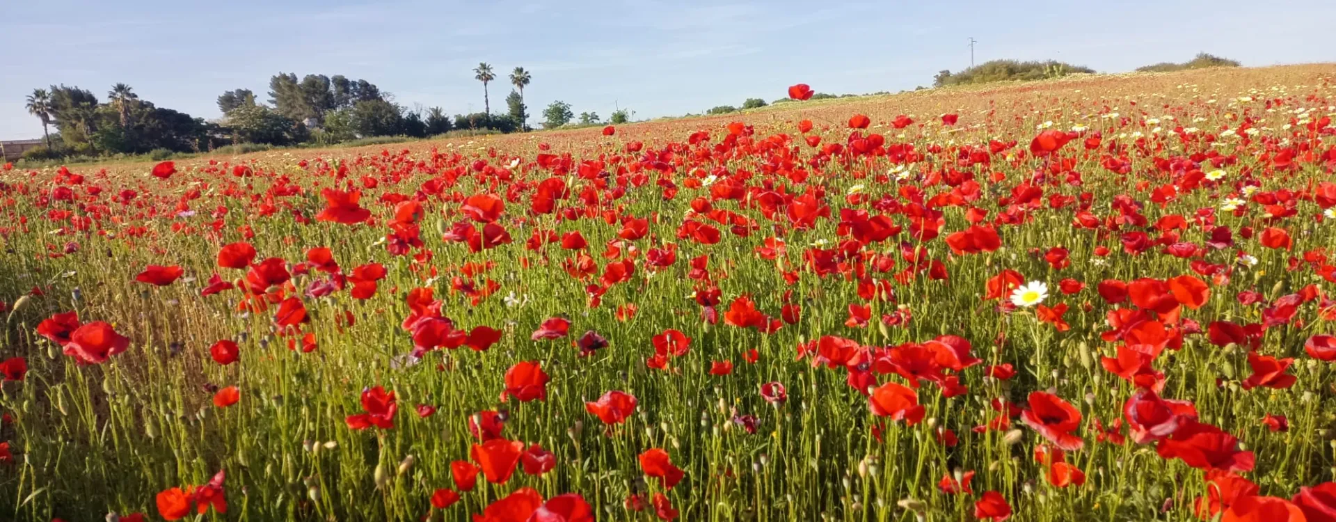 imagen-pagina-principal-campo-amapolas