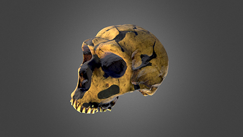 Cráneo Neanderthal