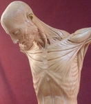 modelo masculino desollado de Juan Manuel Mi�arro