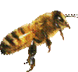 bzz1