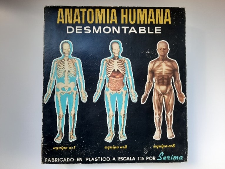 Juego de anatomía humana desmontable