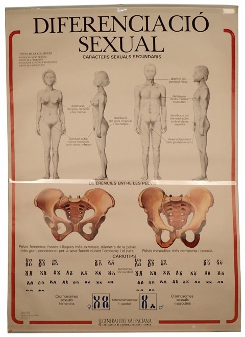 Láminas de anatomía