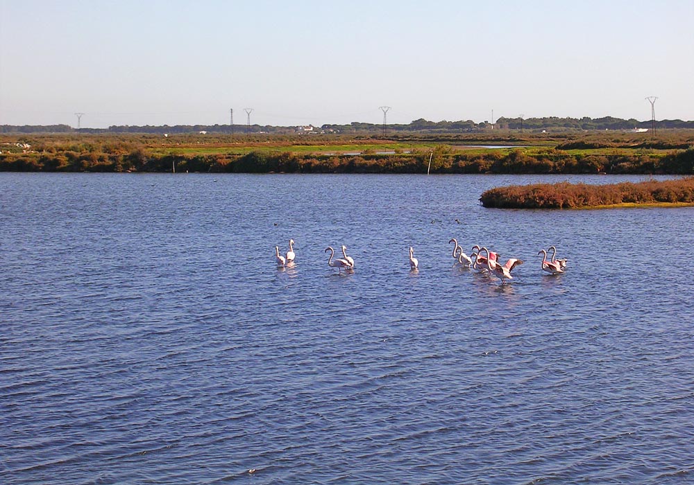 Flamencos en el Paraje Natural Marismas de Isla Cristina