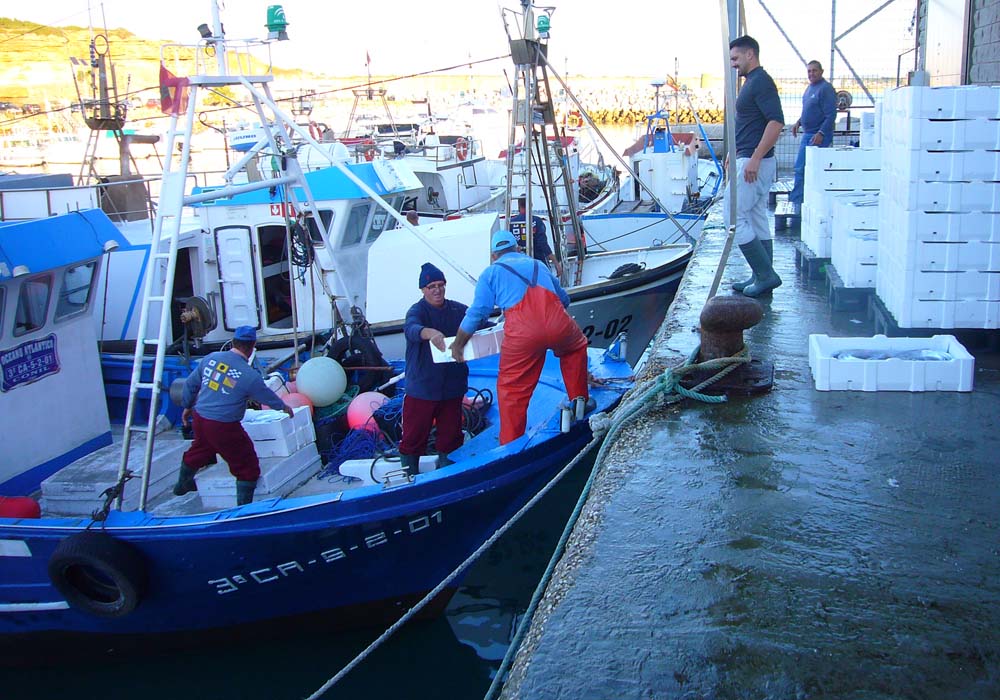 Descarga de pescado en el muelle de la lonja