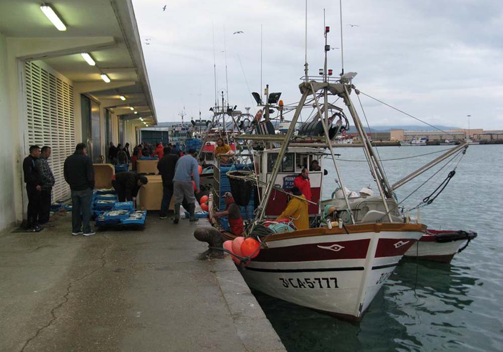 Descarga de pescado en la lonja