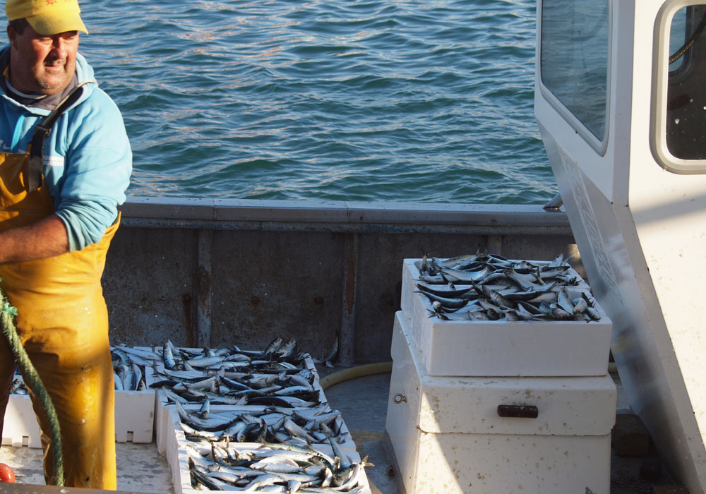 Cajas de pescado listas para ser descargadas