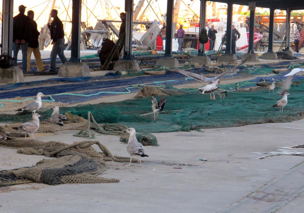 Avifauna en el tendido de redes