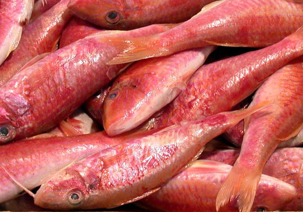 Salmonetes