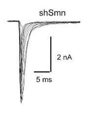 Motor neuron electrophysiology