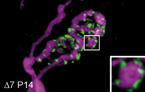 Hspa8 Variant in Spinal Muscular Atrophy Models