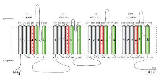 Nav1.1 channel structure